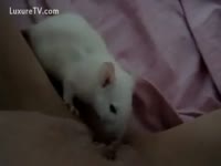 Animal xxx rat eating a pussy